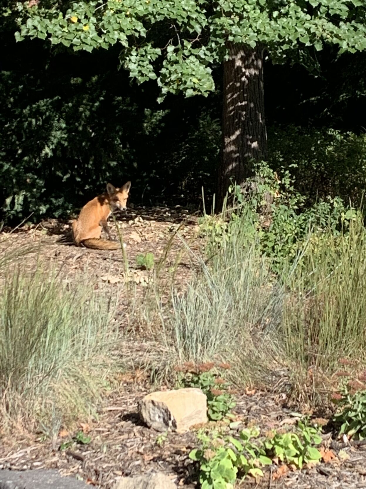 Fox